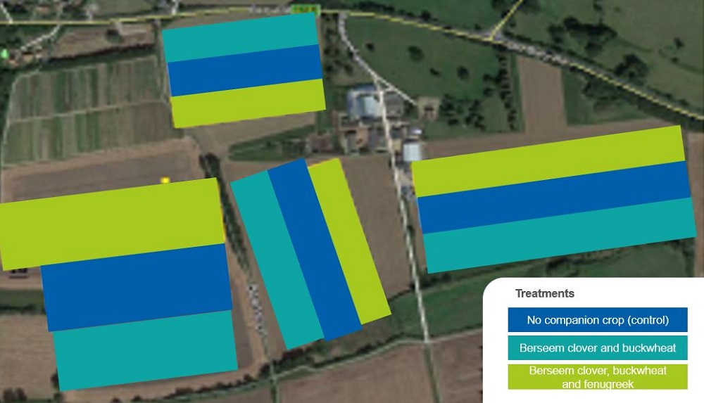 Aerial view of the 2020–21 companion crop trial treatments at the Diss Monitor Farm